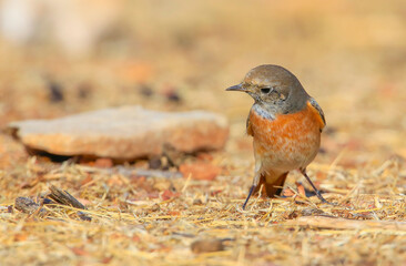Common Redstart ( Phoenicurus phoenicurus) is a songbird commonly found in Asia, Europe and Africa. It is a common species in Turkey.