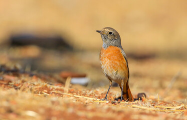 Common Redstart ( Phoenicurus phoenicurus) is a songbird commonly found in Asia, Europe and Africa. It is a common species in Turkey.