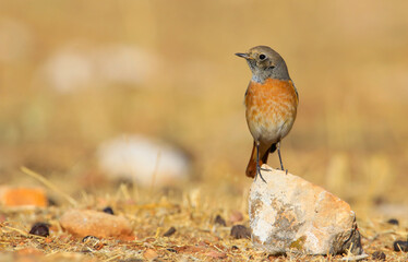 Common Redstart ( Phoenicurus phoenicurus) is a songbird commonly found in Asia, Europe and Africa. It is a common species in Turkey.