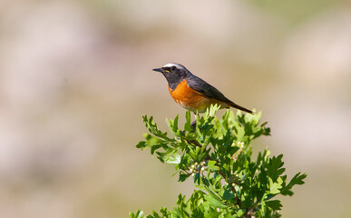 Common Redstart ( Phoenicurus phoenicurus) is a songbird commonly found in Asia, Europe and Africa