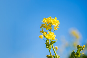 菜の花