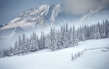 Fototapeta na wymiar Amazing winter scenery. Composite winter landscape in mountains. Beautiful winter mountain landscape with frosty pine forest on highland and Majestic snowcovered mountain peak on background.