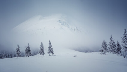 Incredible winter scenery. Composite winter image. Beautiful winter mountain landscape with frosty pine forest on highland and Majestic snowcovered mountain peak on background.