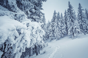 Winter forest. Amazing nature landscape. Wonderful wintry scenery. Snow covered fir trees during sunrise. Nature background. Christmass concept