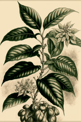 botanical sketch of coffee plant, detailed
