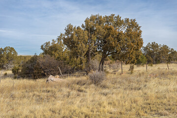 Trees and brush growing in open pasture land in rural New Mexico