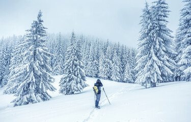 Beautiful winter nature scenery. Winter landscape with snowcapped pine trees and Man photographer on snowshoes. Fairy tale winter scenery. Amazing nature background. Concept outdoor activity of Winter