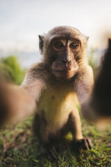 monkey in Ubud