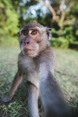 Fototapeta premium monkey in Ubud