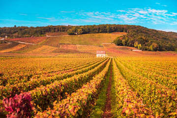 Chateau with vineyards in the autumn season, Burgundy, France.