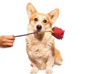 Cool Pembroke Welsh Corgi on an isolated white background with rose