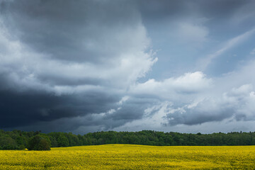 blooming rapeseed in a field and a stormy sky