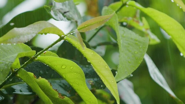Splashes of drizzling rain that fall on the leaves of the watery apple rose plant