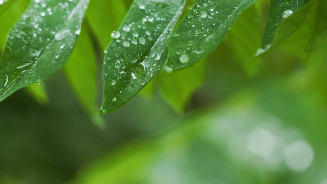 Splashes of drizzling rain that fall on the leaves of the averrhoa bilimbi plant