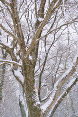 雪が積もる木