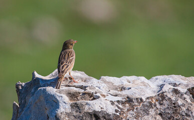 Ortolan Bunting (Emberiza hortulana) is one of the most beautiful singing birds in the world.