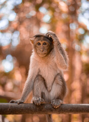 Monkey thinking