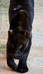Foto op Plexiglas Beautiful portrait of a black panther of the jaguar species walking with a wound on the upper part of its back in the Cabarceno Natural Park, in Cantabria, Spain, Europe © Vicente