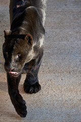 Beautiful portrait of a black panther of the jaguar species sticking out its tongue in the Cabarceno Natural Park, in Cantabria, Spain, Europe