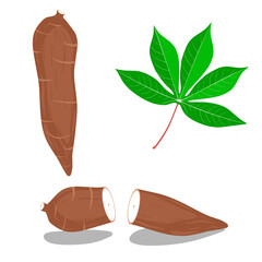 Vector illustration of Cassava root (Manihot esculenta, also known as manioc) and leaves.