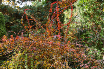 Autumn red leaves of barberry on the blurred background of the emerald greenery of garden. Sunny light. Evergreen landscaped garden. Nature concept for design.