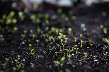 Box with plants. seedlings of vegetables in the beds and in the greenhouse. Spring in the village. Care, picking, planting and watering seedlings
