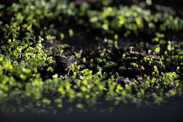 Box with plants. seedlings of vegetables in the beds and in the greenhouse. Spring in the village. Care, picking, planting and watering seedlings