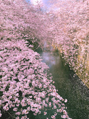 桜吹雪と川の流れ
