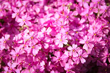 background beautiful live flowers