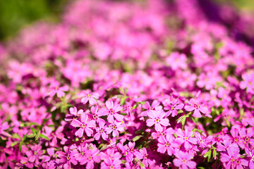 background beautiful live flowers