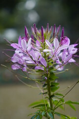purple flower in the garden