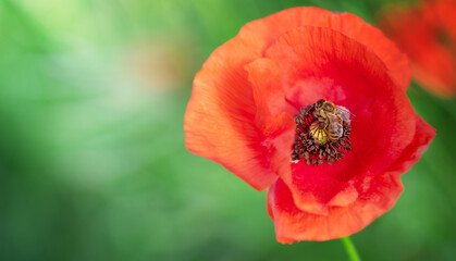 Wild poppy flower with a bee on natural green background. Copy space