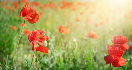 Poppy flowers background on sunny field.