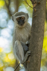 Vervet monkey in a tree
