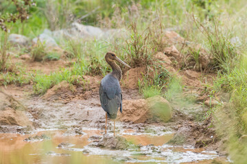 great blue heron at waterhole