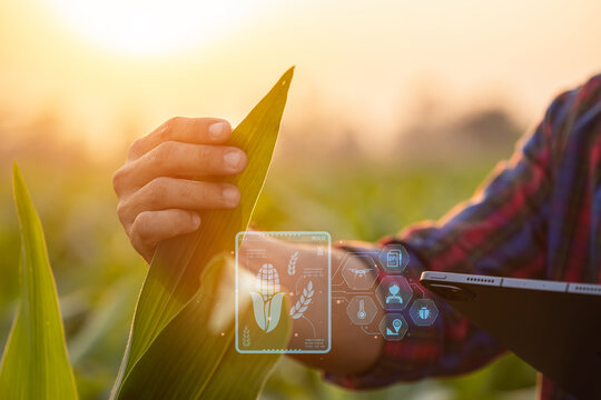 Farmer Using Digital Tablet In Corn Crop Cultivated Field With Smart Farming Interface Icons And Light Flare Sunset Effect. Smart And New Technology For Agriculture Business Concept.