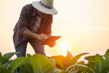 Farmer working in the tobacco field. Man is examining and using digital tablet to management, planning or analyze on tobacco plant after planting. Technology for agriculture Concept