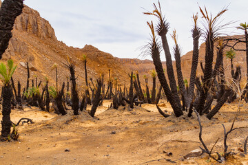 Regrowing of palm grove aftrer fire. Aharhar Canyon. Tadrart mountains. Sahara Algerian Desert. Illizi Province, Djanet, Algeria, Africa   