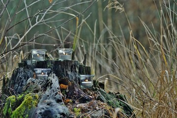 Adventlichter in der Natur