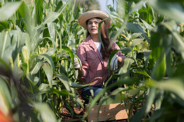 woman farmer in corn field. farmer in corn field. person in  the corn field.