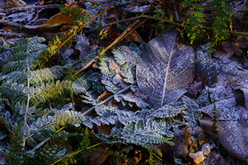 Winter's golden glow dances upon frozen foliage, unveiling nature's harmonious tapestry in the tranquil afternoon light.