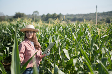 woman farmer in corn field with  tablet. farmer in corn field. person in  the corn field.