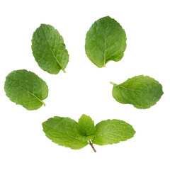 Green Mint leaves isolated on alpha background