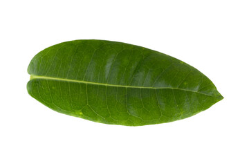 Obraz premium Green leaf isolated on alpha background