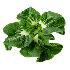 Lettuce leaves isolated on a white background
