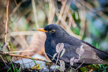 Common blackbird close up shot