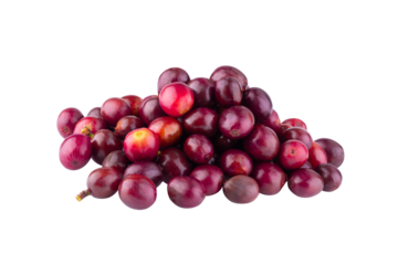 Red coffee beans isolated on alpha background