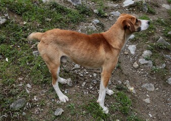 brown dog thin, Hestia, Georgia