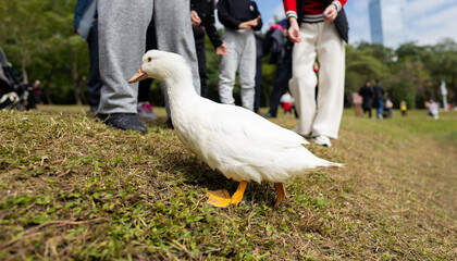 a walking duck surrounded by many people