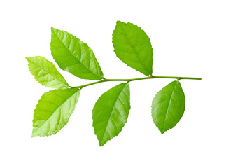 Naklejka na ściany i meble Green leaves isolated over a white background
